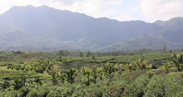 油茶树种植技术与管理（打造高产优质的油茶园）