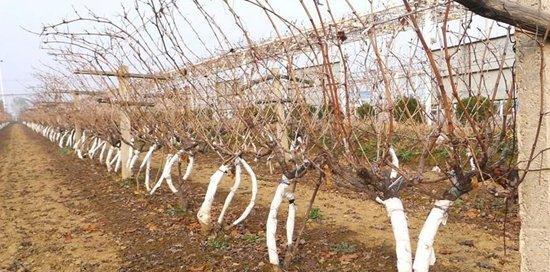 葡萄的栽培技术（打造高产优质的葡萄园）