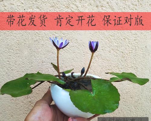 水培碗莲的种植方法（用水培养美丽的碗莲，让你爱上水上植物）