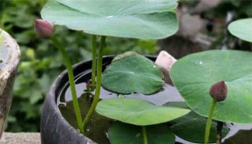 水培碗莲的种植方法（用水培养美丽的碗莲，让你爱上水上植物）