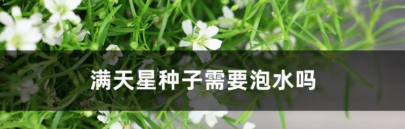 种植满天星种子的最佳时间（掌握时间把握种植）