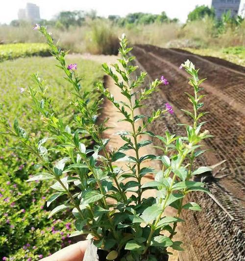 种植满天星种子的最佳时间（掌握时间把握种植）