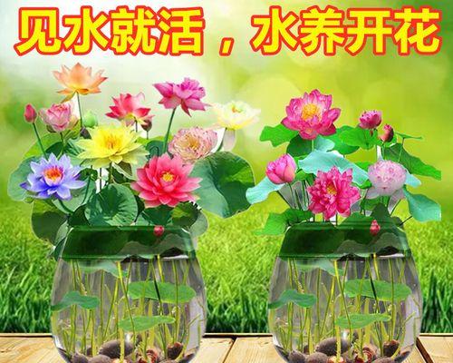 水培花卉大全（探索不同种类的水培花卉，让你轻松打造迷人花园）