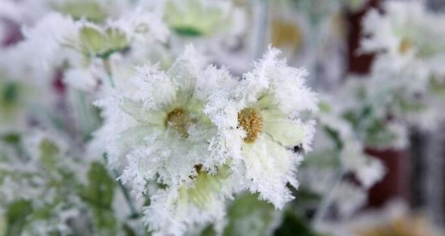 冬日花香，独显芬芳（寒冷季节中的花卉品种及独特特点）