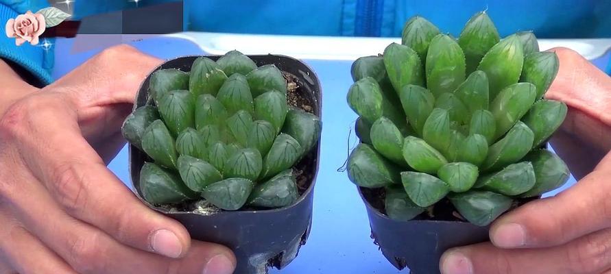 多肉植物的种植方法（打造自己的多肉小园）