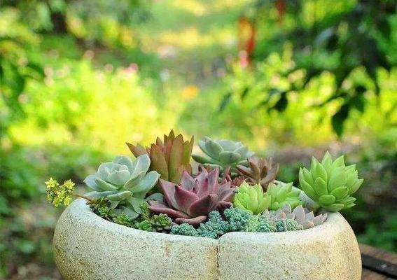 多肉植物的种植方法（打造自己的多肉小园）