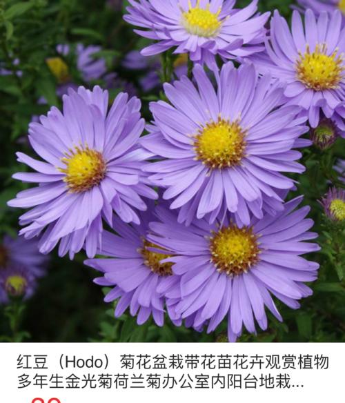 荷兰菊的养护技巧（夏天让荷兰菊绽放无限魅力）
