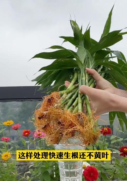 富贵竹黄叶的处理方法（让你的富贵竹重新焕发生机）