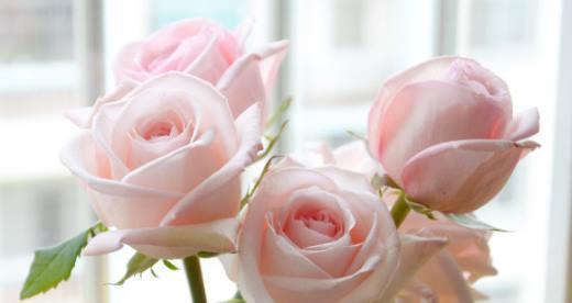 十一朵粉玫瑰的花语（探究十一朵粉玫瑰的代表意义，了解花语传达的情感）