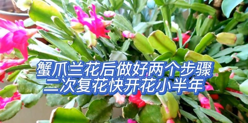 蟹爪兰不开花怎么办？（解决蟹爪兰不开花问题，让你的蟹爪兰再次绽放生机）