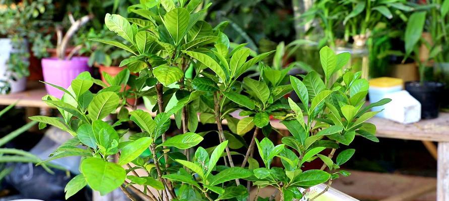 夏季栀子花养护指南（打造清香盛放的栀子花园）