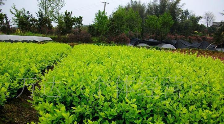 金叶女贞的种植方法（掌握这些技巧，让你的金叶女贞更加茂盛）