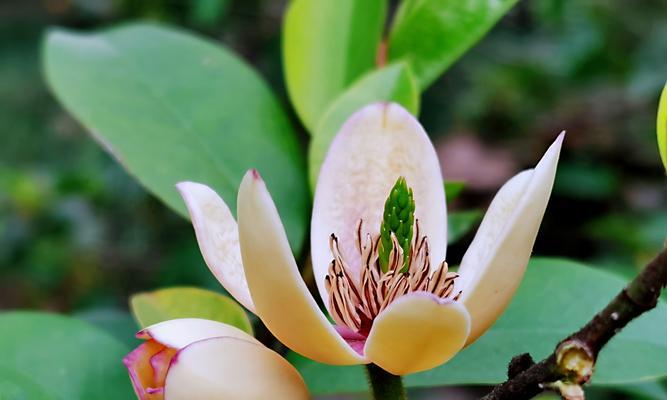 一年四季都盛开的花——万寿菊（色彩艳丽，花期长，给人带来无限欢愉）