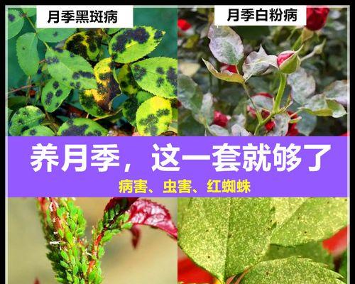 如何有效防治月季花蚧壳虫？（以生物防治为主要手段，让你的月季花长得更健康）