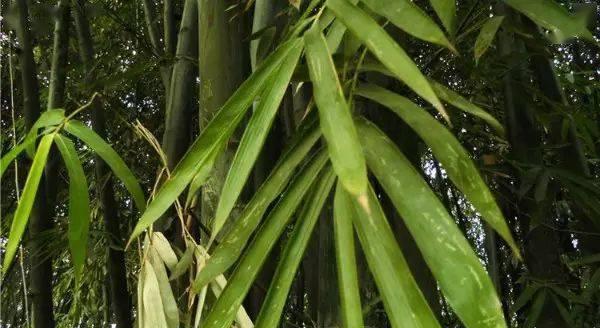 竹子的神奇特性——探秘竹子的奥秘