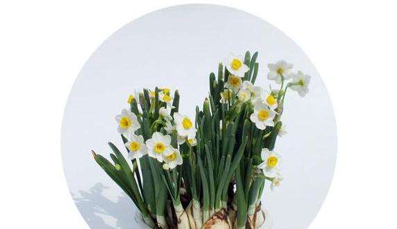 夏季水仙花有毒吗？（了解夏季水仙花毒性及预防措施。）