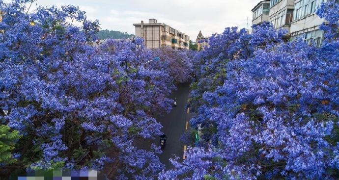 如何快速种植蓝花楹（打造美丽的蓝色花园）