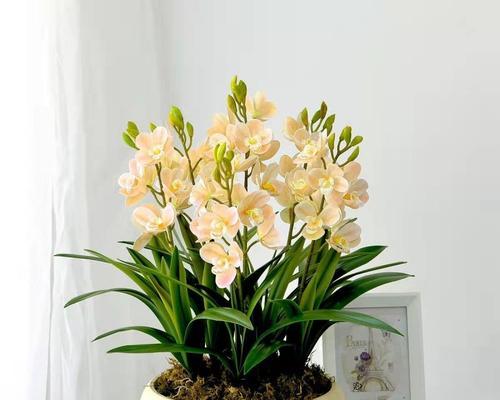 如何养护大叶兰花开花（掌握关键技巧，让大叶兰花绽放美丽）