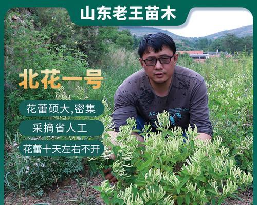 家庭金银花种植全攻略（掌握金银花生长习性，打造阳台花园）