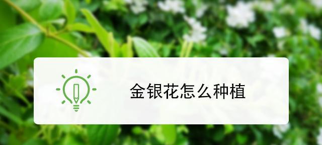 家庭金银花种植全攻略（掌握金银花生长习性，打造阳台花园）