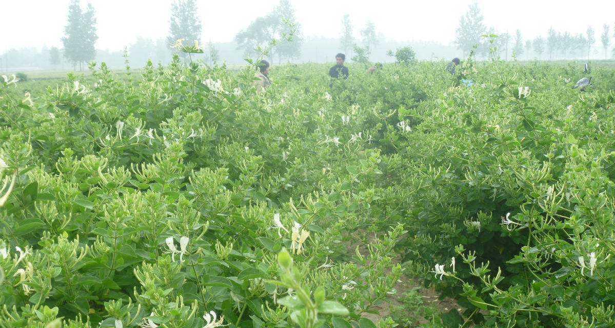 家庭金银花种植全攻略（掌握金银花生长习性，打造阳台花园）