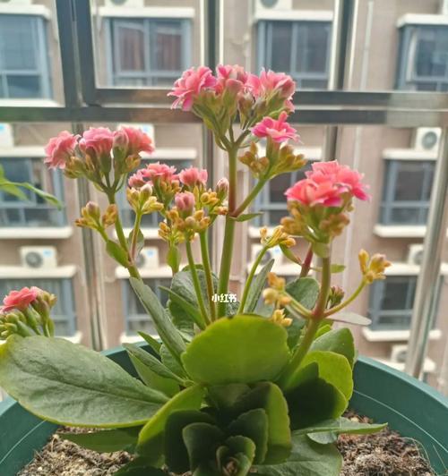 长寿花开花后花朵弯曲该怎么办？（教你几招有效解决长寿花花朵弯曲问题，让花开得更美。）