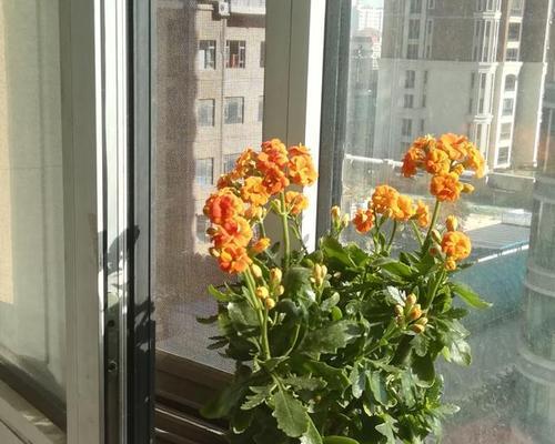 长寿花开花后花朵弯曲该怎么办？（教你几招有效解决长寿花花朵弯曲问题，让花开得更美。）