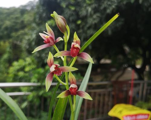 建兰开花时间分析（探究建兰的开花规律与技巧）