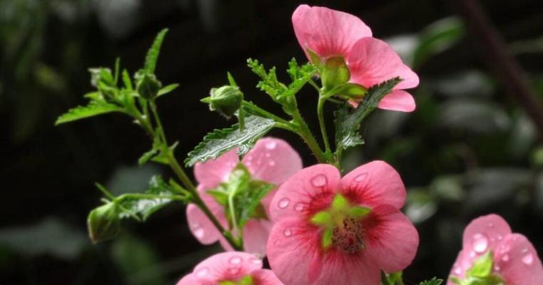 木槿花的养护技巧（打造美丽的花园，从木槿花开始）