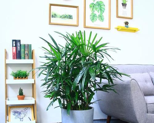 棕竹室内养殖的注意事项（如何将棕竹变成室内绿化的佳品？）
