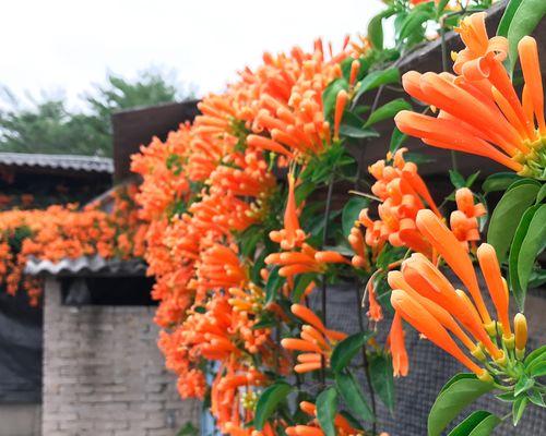 探究炮仗花和凌霄花的区别（从外观、花期、用途等方面分析两种花的特点）