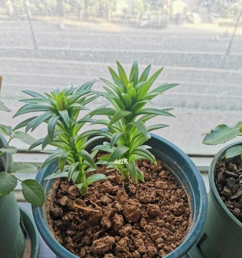 百合花的种植时间和方法（如何在适当的时间和方式下种植百合花？）