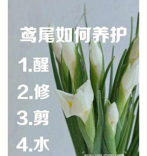 鸢尾草种植技巧（打造绚丽多彩的花园）