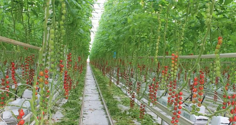 西红柿种植技巧（从选种到收获，全方位指导）