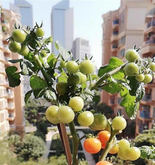 西红柿种植技巧（从选种到收获，全方位指导）
