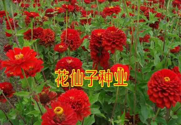 如何种植百日草种子？（时间、方法、注意事项一网打尽！）