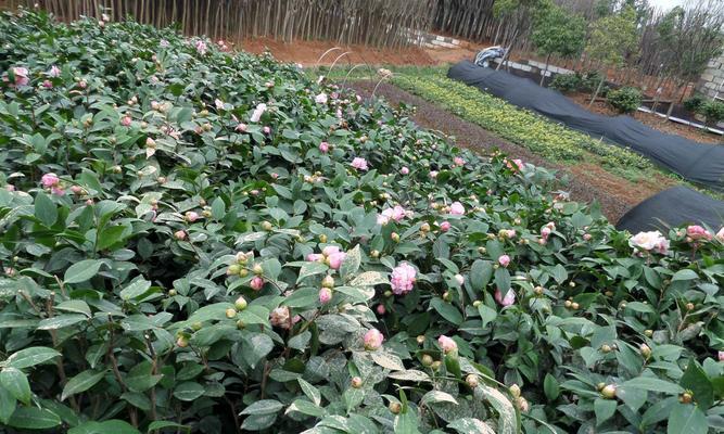 如何浇水养护茶梅（科学合理的浇水方法让茶梅健康成长）