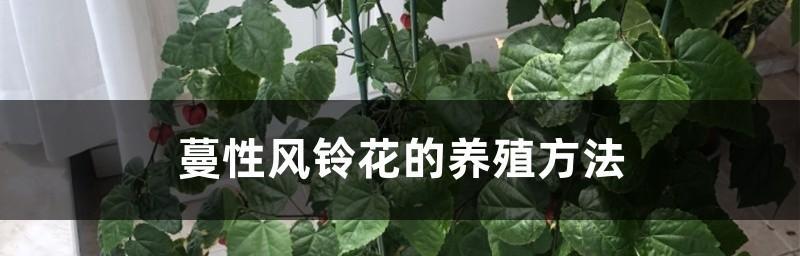 风铃花的养殖方法（打造花园中的清新“小调味品”）