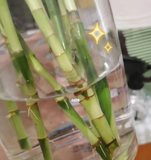 如何判断富贵竹是否要生根？（掌握这些征兆，让富贵竹越长越壮）