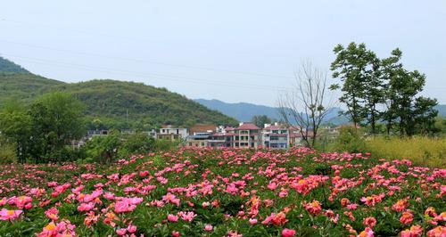 芍药的种植时间和方法（精通芍药种植，拥有美丽花园的秘诀）