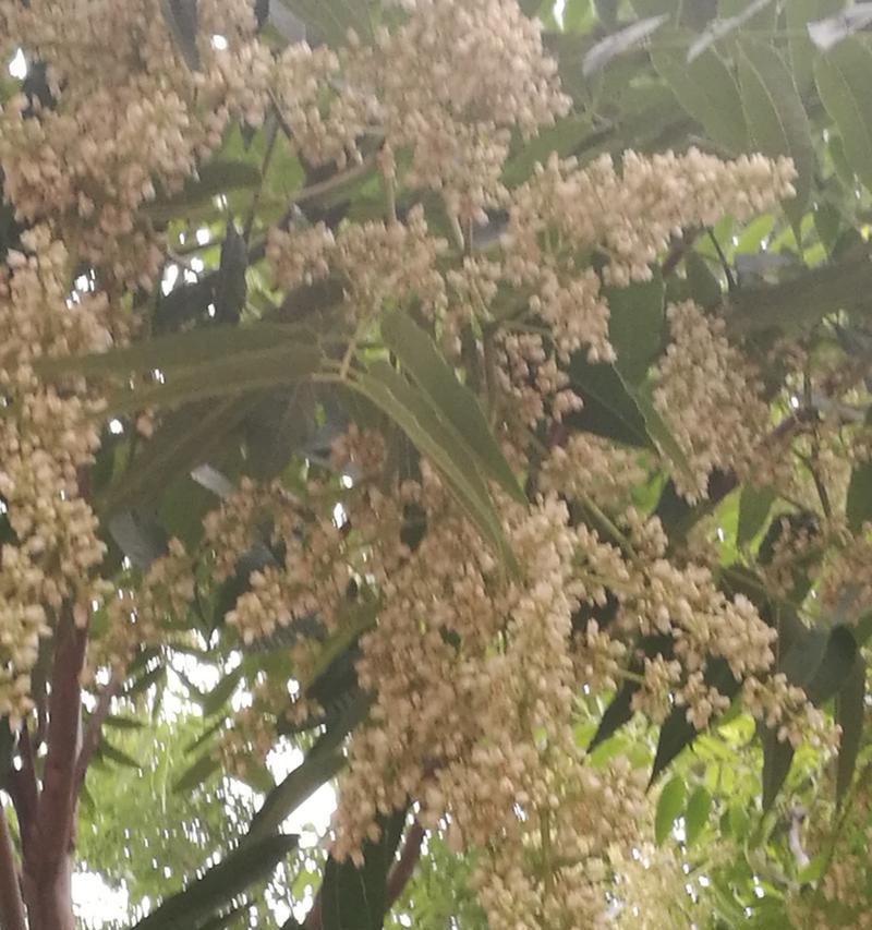 香椿树开花的象征意义（寓意丰收与新生，传承与希望）