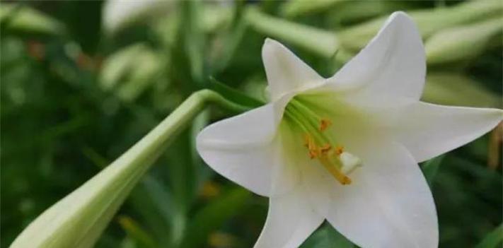 百合花的花语与寓意——纯洁、守望与祝福（百合花的花语让我们感受真善美）