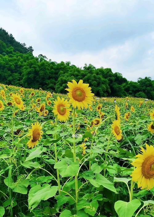 向日葵之美——探索向日葵的意义与魅力（追寻太阳光，绽放自我，向日葵的奇妙世界）