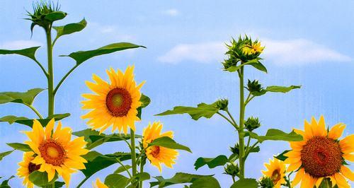 向日葵之美——探索向日葵的意义与魅力（追寻太阳光，绽放自我，向日葵的奇妙世界）