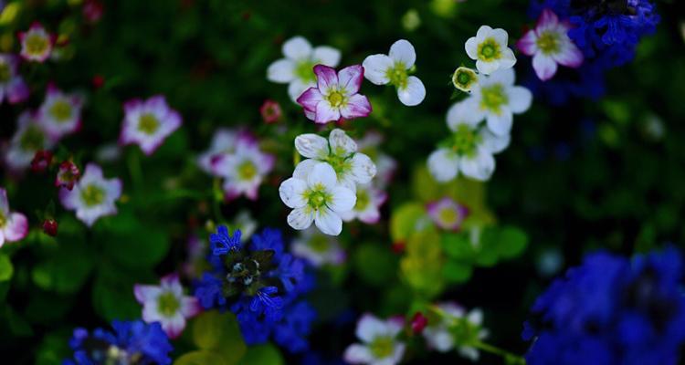 春天之花（探索春季盛开的15种花卉，追寻生命的希望）