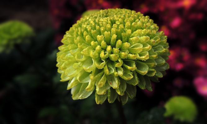 高洁之美——植物世界的象征（探索高洁之美的植物世界）