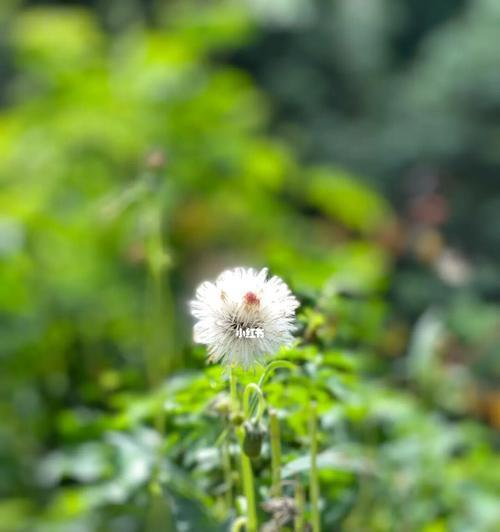 悠然独立，寂寞自足（孤独植物的深情追溯）