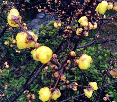 和平之花（寻找内心宁静的芬芳指南）