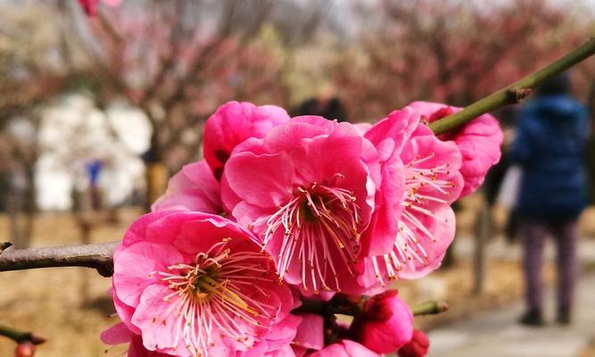 和平之花（寻找内心宁静的芬芳指南）