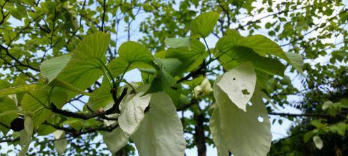 和平之花（寻找内心宁静的芬芳指南）